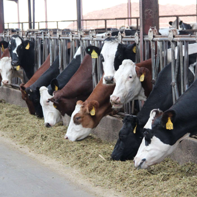 episode The hidden truth about cows in our food system artwork