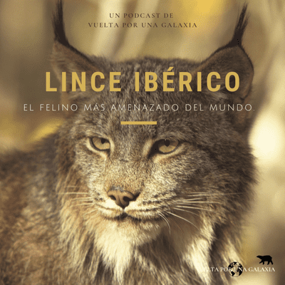 episode Lince Ibérico: El felino más amenazado del mundo. artwork