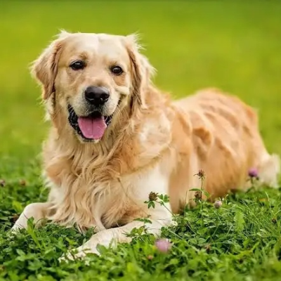 episode Con esa cara de buenos... Los Golden Retriever son el dr. Jekyll y Mr. Hyde? artwork