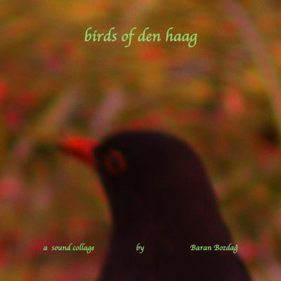 episode Chute Open: Birds of Den Haag artwork