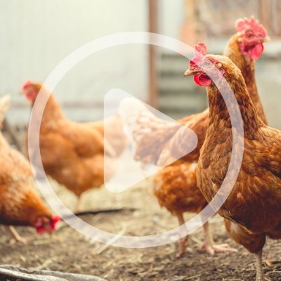 episode The True Cost of Chickens artwork