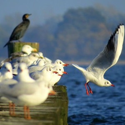 episode Ostseemagazin artwork