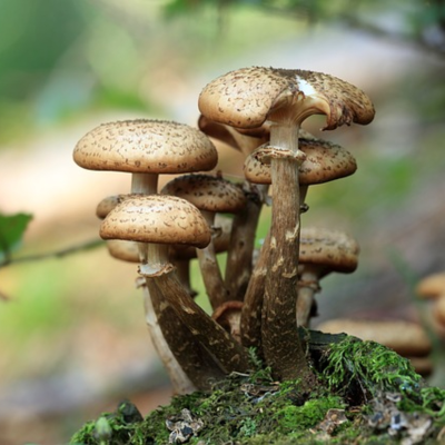 episode EP 203 Fungi Life, emprendimiento tecnológico artwork