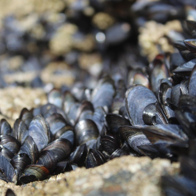 episode Gastronomía de Poio: Conocemos cómo se crían mejillones artwork