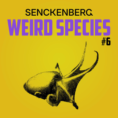 episode Weird Species #6: Dorado Octopus - Deep Sea Super Powers artwork