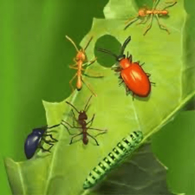 episode Entomologia Agrícola artwork