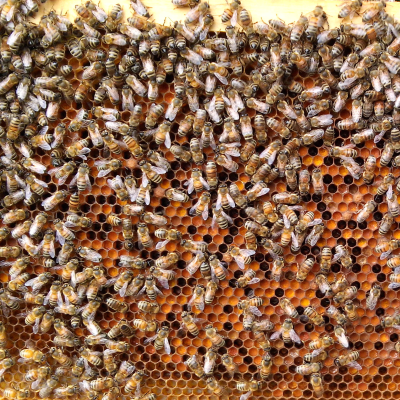Abejas trabajando