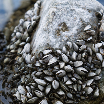 episode Invasive Arten - Wie Quagga-Muschel und Co. Gewässer bedrohen artwork