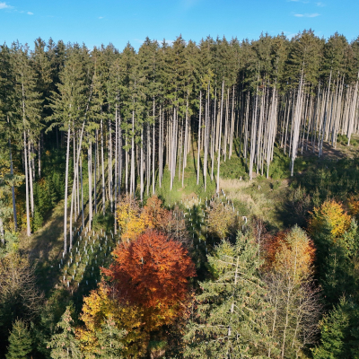 episode Patient Wald: Waldzustandserhebung 2024 artwork