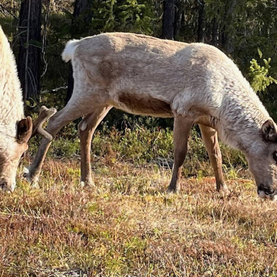 episode Renens år och landskap, fjällens fåglar och en skrattande groda artwork