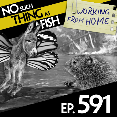 episode 591: No Such Thing As Anti-Schmetterling Schnibbles artwork