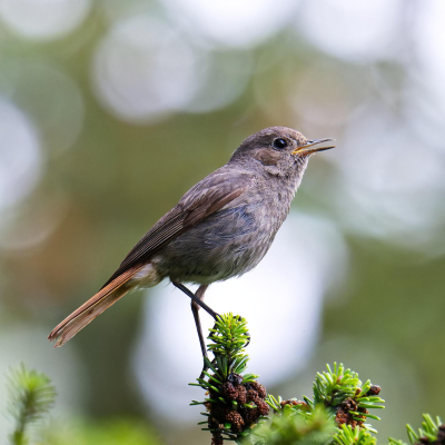 episode NABU-Vogelzählung - Von Amsel über Drossel bis Mönchgsgrasmücke artwork