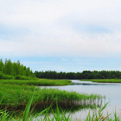 episode Mākslīgais mitrājs. Kā tas strādā? artwork