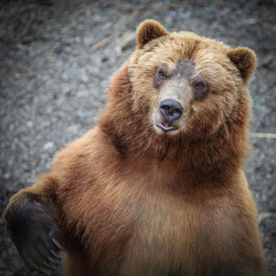 episode #33 Alaska (1/2) – Yukon River, Huskies, Walfänger artwork