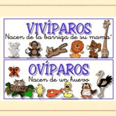 episode Actividad para animales oviparos y vivíparos artwork