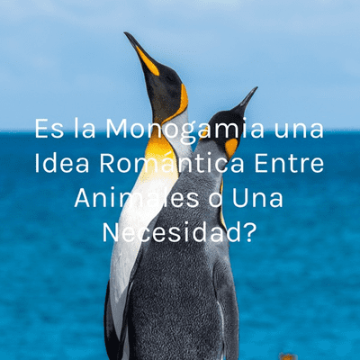 Es la Monogamia una Idea Romántica Entre Animales o Una Necesidad?