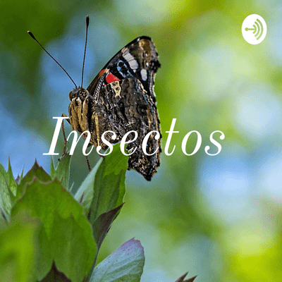 episode Comer o no comer insectos artwork