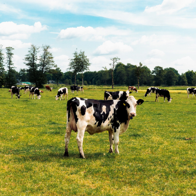 episode Special: Het vee en de Veluwe: minister moet twaalf keer meer boeren uitkopen dan ze nu van plan is artwork