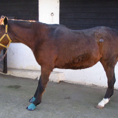 episode Laminitis in Connemara Ponies: A Deep Dive with Dr. Kieran O’Brien artwork