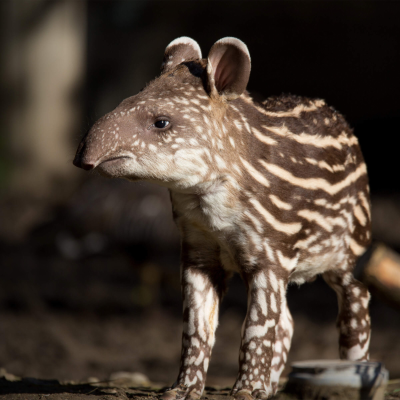 episode Uncovering the mysteries of the animal kingdom artwork