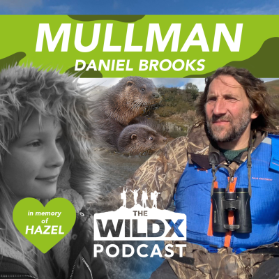 episode Episode 40 - MULLMAN - Daniel Brooks artwork