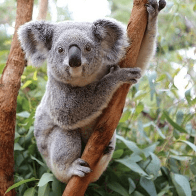 episode Koala artwork