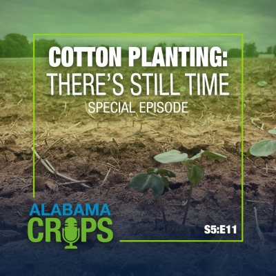 episode Season 5 Episode 11 — Cotton Planting: There’s Still Time artwork