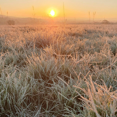 episode When seasons slip: How to maximise your garden for plants and wildlife artwork