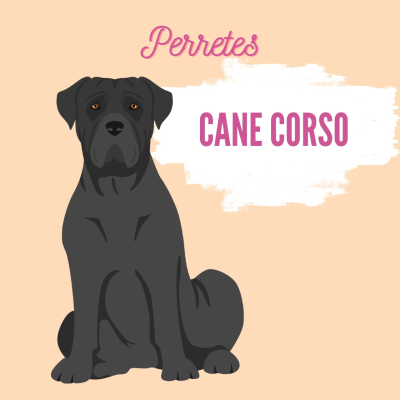 episode Cane Corso artwork