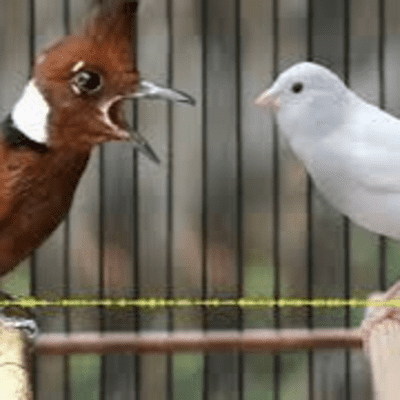 episode Materi Kicau Cililin Vs Kenari artwork