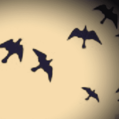 episode Las personas Aves. artwork