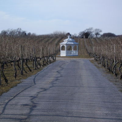 episode Episode 113: Long Island Wine artwork
