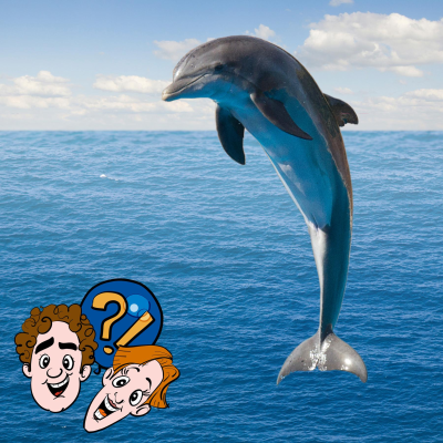 episode Können schwangere Delfine aus dem Wasser springen? artwork