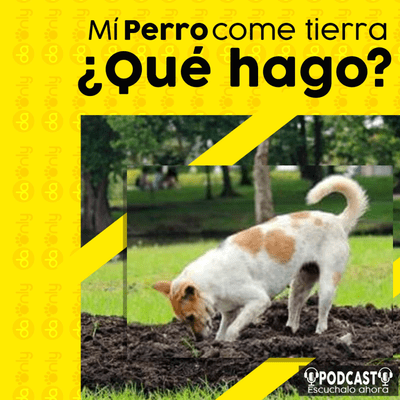 episode Episodio 125: Mi perro come tierra, ¿qué hago? artwork
