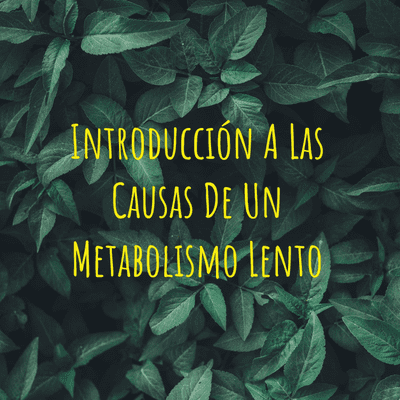 Introducción A Las Causas De Un Metabolismo Lento