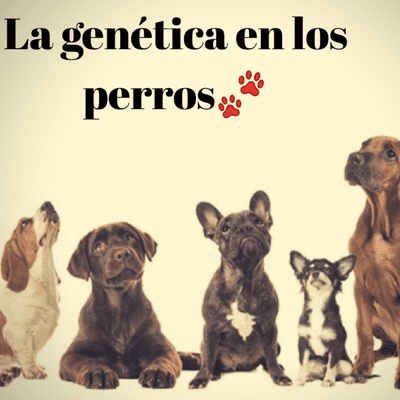episode La importancia de la genetica en perros artwork