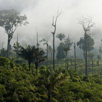 episode Die Woche vom Samstag 15.11.2025 bis 21.11.2025 - Deutschland gibt Geld für Schutz von Regen-Wald, Streit über die Rente in der Bundes-Regierung, Israel darf wieder Waffen aus Deutschland bekommen artwork