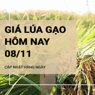 episode Giá lúa gạo hôm nay 8/11: Giá lúa tăng, giảm trái chiều 100 - 300 đồng/kg; giá gạo tăng 50-100 đồng/kg artwork