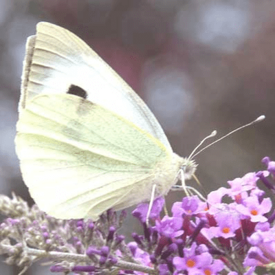 episode La mariposa blanca artwork