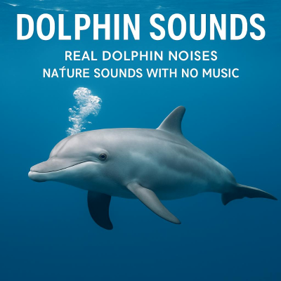 episode Dolphin Sounds Real Dolphin Noises Nature sounds with No Music artwork