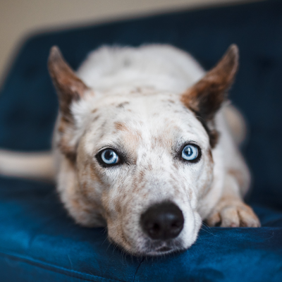 episode 95. TV Reactivity: Management to Training Plan artwork