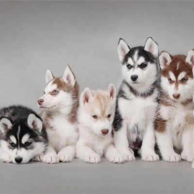 episode What Every Dog Owner Should Know. artwork
