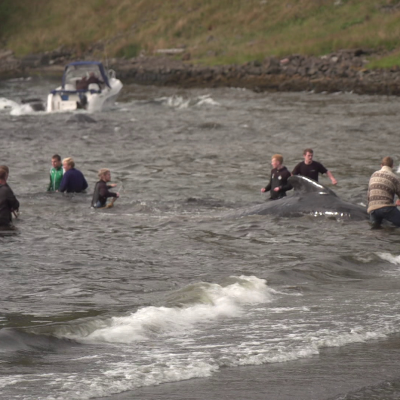 episode Hvalurin verður gjørdur til eina ímynd artwork