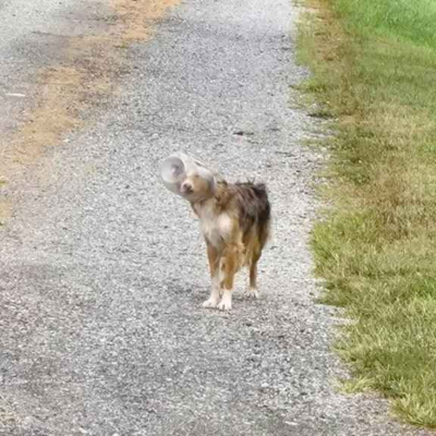 episode ep 348 - an object in a jar, a dog in a jar, all that AND a bag of chips! artwork