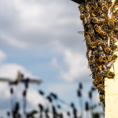 episode O'Hare's Bees Give A Second Chance To Formerly Incarcerated Chicagoans artwork