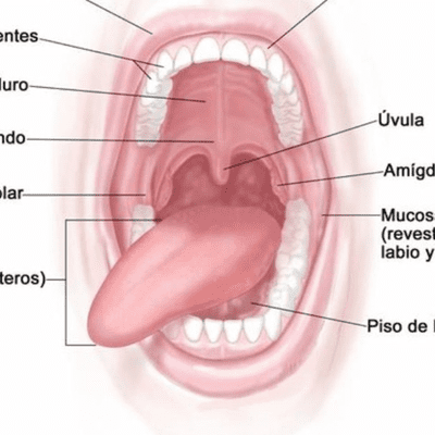 episode ANATOMIA CLINICA DE LA CAVIDAD BUCAL artwork