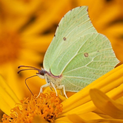 episode Moths, Meadows and Mischievous Mutts artwork