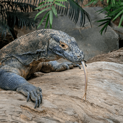 episode Komodo Dragons - Real life dinosaur! artwork