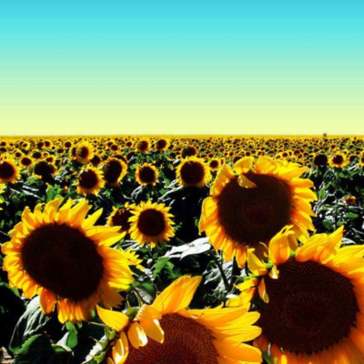 episode Dave Allison- Summer Sun Mix artwork