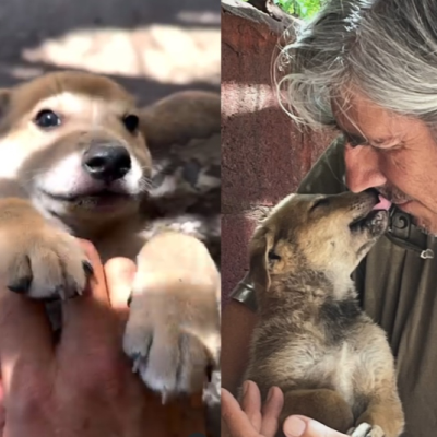 episode Los hijos de Loba: cachorritos buscan adopción o tránsito artwork